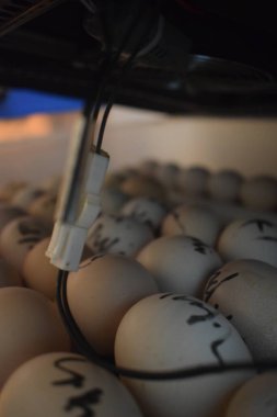 Sıcak bir ışıltı, kuluçka makinesine yerleştirilmiş sayısız yumurtayı aydınlatarak yeni bir yaşam ve gelecek potansiyeli geliştirme sürecinin titiz bir şekilde altını çizer..
