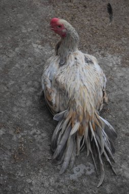 Nadide beyaz ve altın tüylü, ayırt edici bir tavuk ve belirgin bir kızıl kafa, eşsiz biçimini sergileyerek dokulu bir zeminde duruyor. Bu ilgi çekici kuş, köylü cazibesini ve çiftlik hayatının saf güzelliğini simgeler..