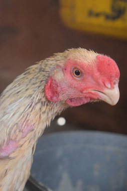 Çarpıcı bir yakın çekim bir tavuğun kafasının belirgin özelliklerini ön plana çıkarır, belirgin kırmızı tarağını ve tetikte olan gözünü ortaya çıkarır. Bu detaylı portre, çiftlik tavuklarının eşsiz karakterini ve kırsal güzelliğini gösteriyor..