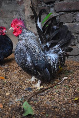 Canlı bir bantam horoz, muhtemelen bir Serama veya Japon Bantam, bir ağaç gövdesi yanında toprak üzerinde gururla durur, çarpıcı tüyleri ve kendinden emin duruşu kırsal bir yerde sergilenir.