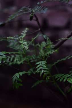 Yeşilli, yemyeşil bir köri ağacı dalı, canlı tatları ve geleneksel mutfağı işaret eden narin yapraklarıyla karanlık, doğal bir arka plandan ortaya çıkar..