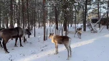 Bir grup ren geyiği uzak kutup bölgesindeki karlı bir ormanda dolaşıyorlar. Kış yaban hayatının güzelliğini yakalayan bu sakin sahnede geleneksel ren geyikleri donmuş bir arazide toplanıyor..