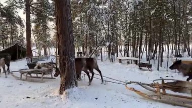 Karlı bir ormanda ren geyikleriyle Kuzey Kutbu 'nun vahşi yaşamını yaşayın. Geleneksel bir kış sahnesinde doğa, vahşi yaşam ve Sibirya kültürü dünyanın en soğuk yerleşim bölgesinde sergilenir..