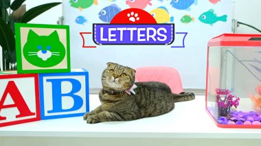 Papyon takan sevimli tekir kedi, çocuklar için eğlenceli ve eğitici bir ortamda renkli ABC bloklarının ve akvaryumun yanında oturuyor. Neşeli öğrenme hisleriyle dolu parlak bir sınıf..