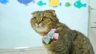 Sınıfta büyük sarı gözlü, pembe ve yeşil papyonlu, beyaz tahtalı ve renkli balık duvarı dekorlu şirin bir kedinin yakın çekimi. Çocuklar ve eğitim için mükemmel..