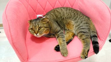 Katlanmış kulaklı rahat tekir kedi ve zarif pembe bir koltuğa uzanmış sarı gözler. İç mekan, kedi ya da ev hayatı temaları için rahat ve sakin bir evcil hayvan sahnesi.