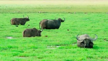 Vahşi bufaloların yakın çekimi, dingin doğa ve canlı yeşilliklerle çevrili yemyeşil bir çayırda dinleniyor ve otluyor..