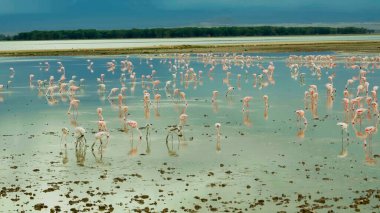 Karamsar bir gökyüzünün altında sığ ve yansıtıcı sularda beslenen büyük pembe flamingo sürüsünün nefes kesici manzarası çarpıcı bir sulak arazi yaratıyor..