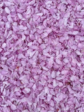 Pembe kiraz çiçeği yapraklı halı. Yoğun, canlı, pembe kiraz yaprakları zemini kaplıyor, rüya gibi, romantik bir çiçek dokusu yaratıyor arka plan ve mevsimsel temalar için mükemmel..