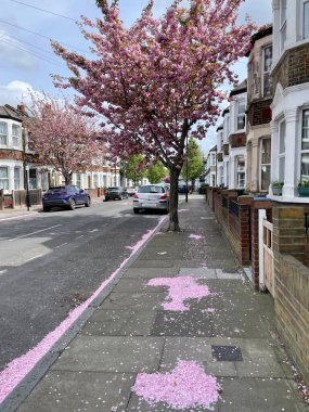 Kiraz Çiçeği Sokağı, Full Bloom 'da. Kaldırıma ve yola pembe yapraklar saçan kiraz ağaçlarıyla kaplı bir yerleşim yeri. Şehir merkezinde ilkbaharın güzelliğini yakalıyor.