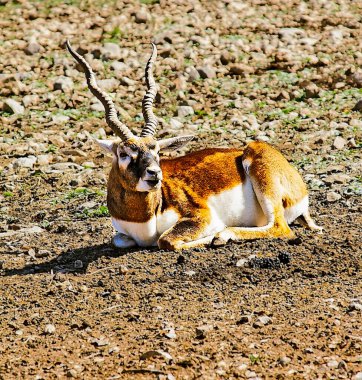 Bir blackbuck (Antilope cervicapra) kayalık zeminde uzanır, kendine özgü spiral boynuzlarını ve çarpıcı rengini sergiler.. 