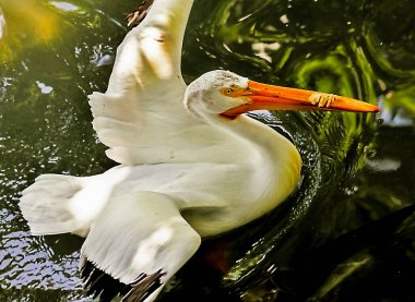 Beyaz pelikan (Pelecanus erythrorhynchos) kara suda yüzer, kanatlar kısmen açılır. 