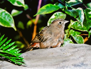 Bir kayanın üzerine tünemiş küçük bir kuş, hafif tonları ile kahverengi tüyler içerir. Ayırt edici bir halka gözünü işaret eder ve gagası kısa ve sivridir. Çevreleyen yeşillik