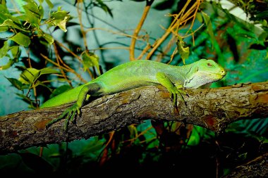 Anolis cinsinden küçük yeşil bir kertenkele, bir ağaç dalını uzuvlarıyla kavrar..