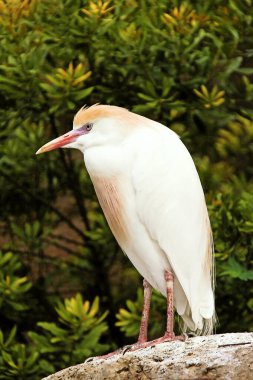 Baharın tadını çıkaran egzotik bir kuş. Bir sığır gelinciği (Bubulcus ibis) zarif bir şekilde bir kayanın üzerinde durur..