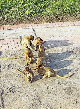 Bebekli vahşi anne maymun Tayland güneşinin tadını çıkarıyor. Bir grup maymun, muhtemelen yengeç yiyen makaklar (* Macaca fascicularis *), asfalt bir alanda otururlar.. 