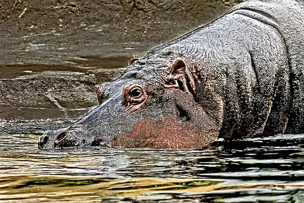 Büyük bir su aygırı (Hippopotamus amfibi) kısmen suya batar..