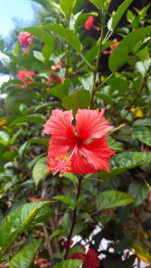 The vibrant red hibiscus flower is in full bloom amidst lush green foliage, capturing the essence of tropical flora and natural beauty in a sunny garden.