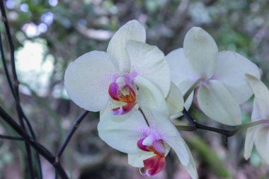 Close-up of pristine white orchids with hints of purple and yellow, captured in a natural setting with blurred vegetation in the background, showcasing delicate petals and elegant composition.