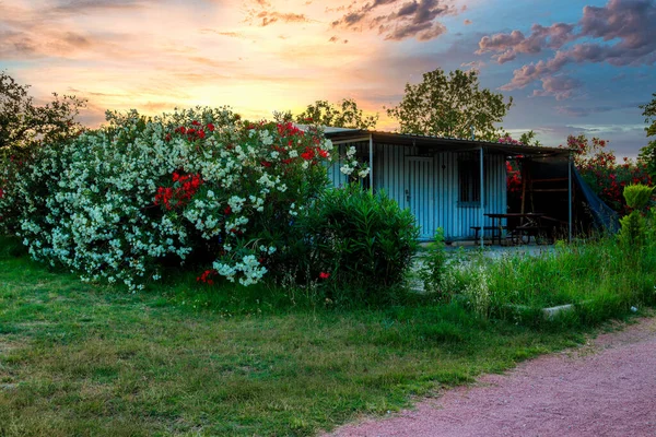 Kırmızı ve beyaz zakkumlarla çevrili güzel küçük bir ev. Arka planda güzel gün batımı