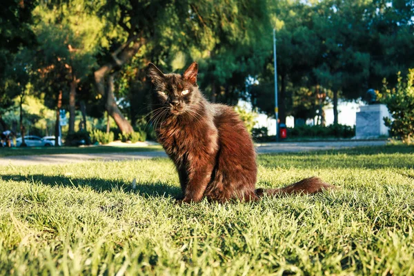 Gün batımında halk parkının çimlerinde kara kedi