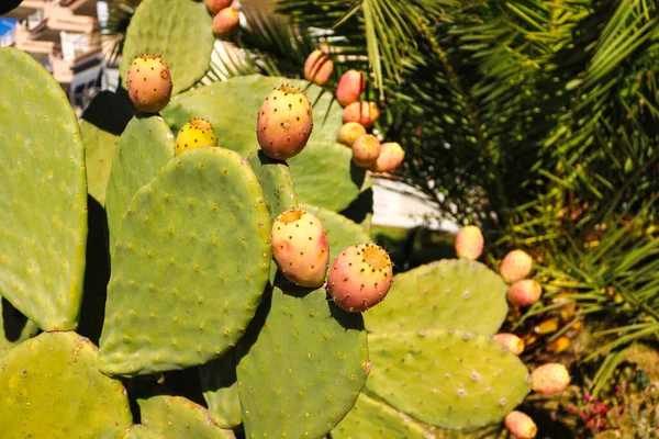 Üzerinde meyveler, arka planda hurma yaprakları olan bir kaktüs...