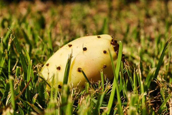 Kaktüs meyvesi çimlerin üzerine düştü.