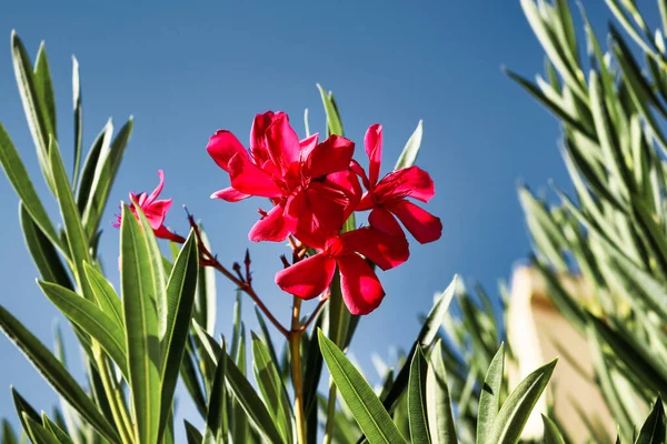 Güneşli bir günde mavi gökyüzü ile zakkum çiçeğinin yakın görüntüsü
