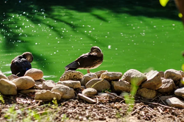 İzmir 'de bir milli parkın kayalıklarında iki ördek oturuyor.