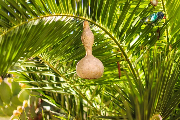 Kısa palmiye ağacındaki dekoratif kuru öğütmenin yakın görüntüsü