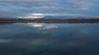 Gölette yüzen flamingoların havadan görünüşü