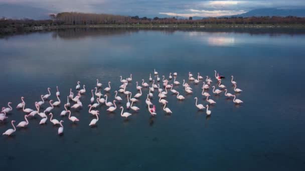 Flygfoto Flamingos Simma Lagunen — Stockvideo
