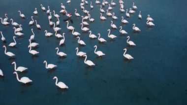 Gölette yüzen flamingoların havadan görünüşü