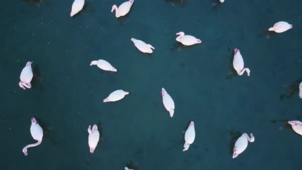 홍학들 이석호 헤엄치는 모습을 공중에서 — 비디오