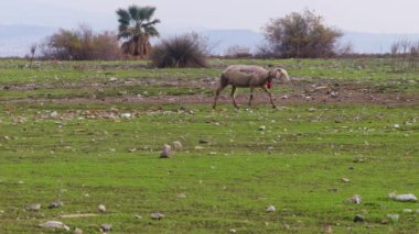 Mavisehir, İzmir 'de otlayan koyunlar