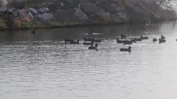 Svarta Ankor Simmar Flod Omgiven Klippor Vid Solnedgången — Stockvideo