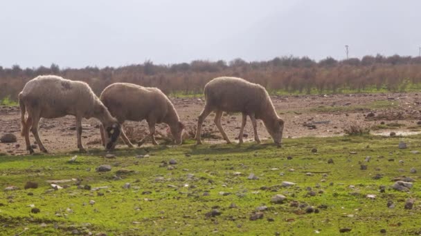Sheeps Walking Grazing Meadow Mavisehir Izmir — Stock Video