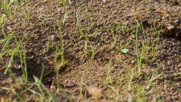 Vista Perto Colônia Formigas Negras Transportando Mercadorias Para Seu Formigueiro — Vídeo de Stock