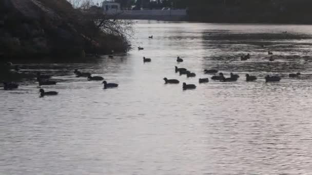 Svarta Änder Simmar Flod Nära Staden Omgiven Klippor Vid Solnedgången — Stockvideo