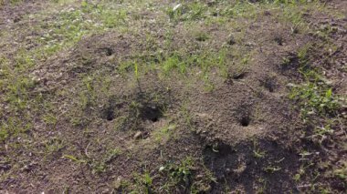 Kara Karınca kolonisi karınca yuvasına mal taşıyor.