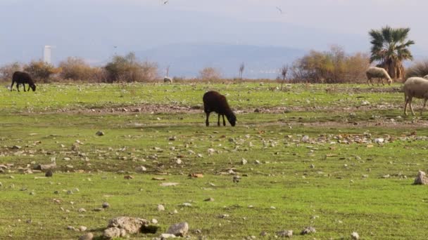 Ovelhas Negras Caminhando Pastando Prado Mavisehir Izmir — Vídeo de Stock