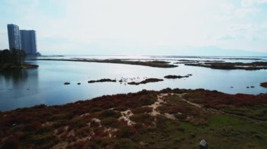 Flamingo sürüsünün doğal flamingo ortamında sığ denizde yürüyüp beslendiği hava manzarası.