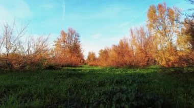 Yeşil çimenli bir ormanın manzarası, portakal yapraklı çalılar, sonbaharda güneşli bir günde güzel mavi gökyüzü.