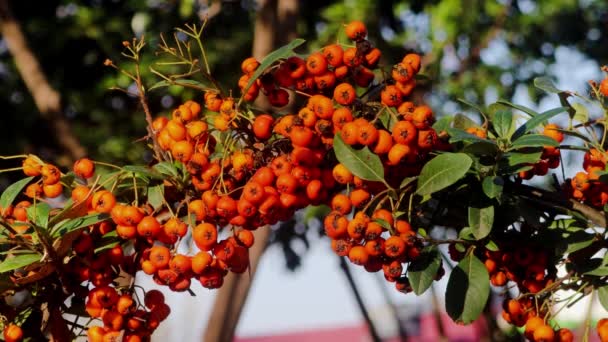 Vista Perto Hackberries Comuns Dia Ensolarado Hackberry Vermelho Laranja — Vídeo de Stock