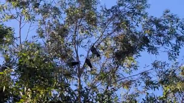 Grupo Cuervos Negros Descansando Sobre Ramas Árbol Día Soleado Ventoso — Vídeo de stock