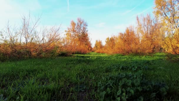 Bos Met Groene Grassen Bomen Struiken Met Sinaasappelbladeren Prachtige Blauwe — Stockvideo