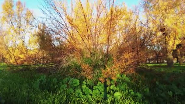 Pan Uitzicht Een Bos Met Groene Grassen Bomen Struiken Met — Stockvideo
