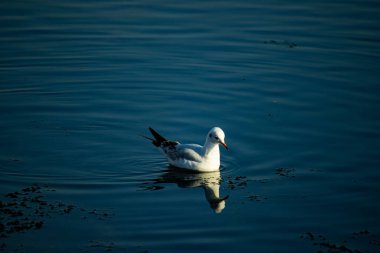 Küçük beyaz martı balık yakalamak için karanlık ve sakin denizde yüzüyor.