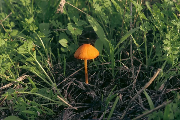 Yeşil bitkilerle çevrili İnce Turuncu Mantar Mantarı Yakından Bakış