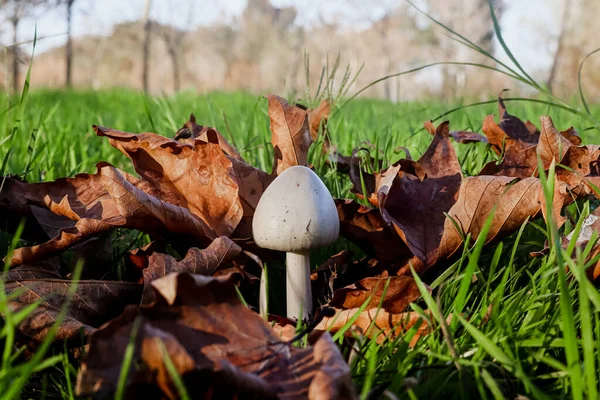 Yeşil Çimen ve Kahverengi Ölü Meşe Yaprakları ile çevrili Kalın Köklü Küçük Beyaz Mantar Mantarı